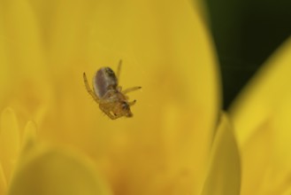 European garden spider (Araneus diadematus) adult in its spiders web on a garden yellow flower,