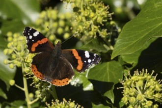 Red admiral butterfly (Vanessa atalanta) adult insect feeding on Ivy (Hedera helix) flowers in