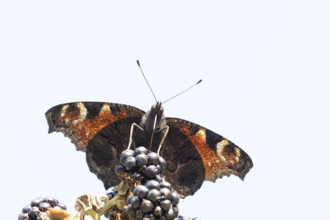 Peacock butterfly (Aglais io) adult insect feeding on blackberries fruit in summer, England, United