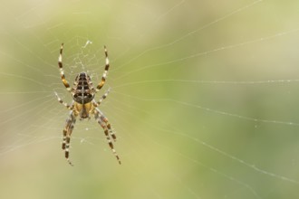 European garden spider (Araneus diadematus) adult in its spiders web, England, United Kingdom