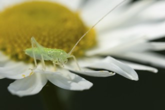 Oak bush cricket (Meconema thalassinum) juvenile baby insect on an Oxeye daisy flower, England,
