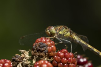 Common darter dragonfly (Sympetrum striolatum) adult insect resting on blackberries fruit in