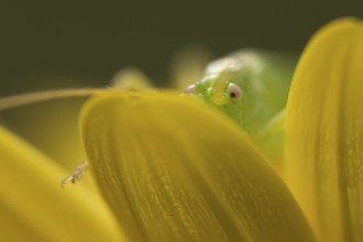 Oak bush cricket (Meconema thalassinum) adult insect on a garden yellow flower, England, United