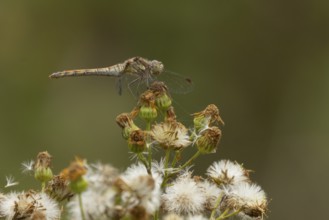 Common darter dragonfly (Sympetrum striolatum) adult insect resting on a flower seedhead in summer,