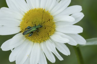 Thick-legged flower beetle (Oedemera nobilis) adult insect on an Oxeye daisy flower in summer,