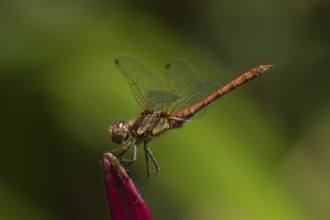 Ruddy darter dragonfly (Sympetrum sanguineum) adult insect resting on a lily flower in summer,