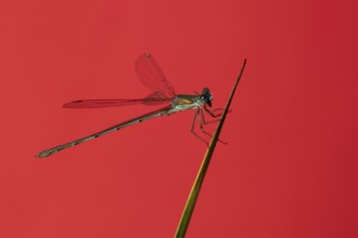 Emerald damselfly (Lestes sponsa) adult insect resting on a pond reed stem in summer, England,