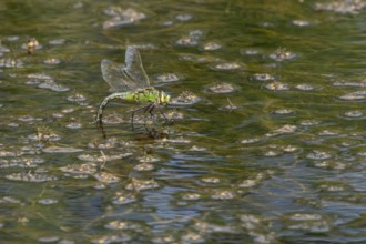 Emperor dragonfly (Anax imperator) adult female insect laying eggs in a pond in summer, England,