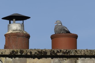 Wood pigeon (Columba palumbus) adult bird on an urban house chimney pot, England, United Kingdom