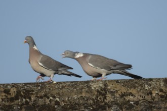 Wood pigeon (Columba palumbus) two adult birds with one chasing the other during their courtship