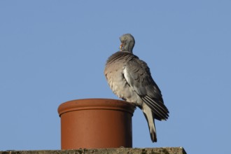 Wood pigeon (Columba palumbus) adult bird preening on an urban house chimney pot, England, United