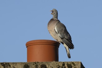 Wood pigeon (Columba palumbus) adult bird yawning on an urban house chimney pot, England, United