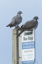 Wood pigeon (Columba palumbus) two adult birds on a bus stop sign at the Norfolk wildlife trust