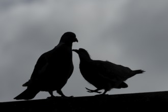Wood pigeon (Columba palumbus) silhouette of two birds with a juvenile squab bird begging for food