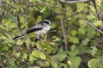 Long tailed tit (Aegithalos caudatus) adult bird in a hedgerow, England, United Kingdom