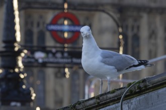 Herring gull (Larus argentatus) adult bird outside Westminster underground station, London,