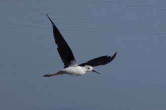 Black winged stilt (Himantopus himantopus) adult bird in flight over a lagoon, England, United