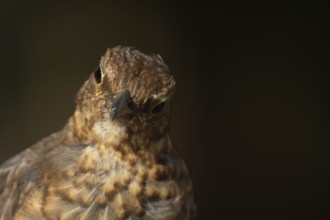 Eurasian blackbird (Turdus merula) adult female bird head portrait, England, United Kingdom