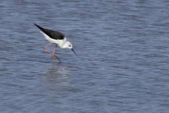 Black winged stilt (Himantopus himantopus) adult bird in a shallow lagoon, England, United Kingdom