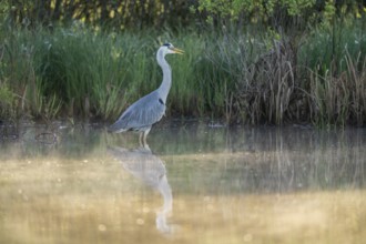 Grey heron (Ardea cinerea), Vulkaneifel, Rhineland-Palatinate, Germany