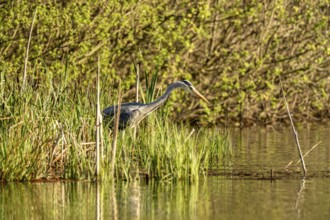 Grey heron (Ardea cinerea), standing by the water while hunting, Vulkaneifel, Rhineland-Palatinate,