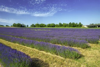 Lavender field near Grünstadt (Pfalz) ***The Gaul winery cultivates lavender and markets the