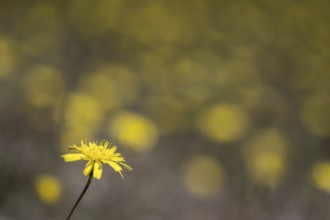 Hawkweed (Hieracium), Emsland, Lower Saxony, Germany
