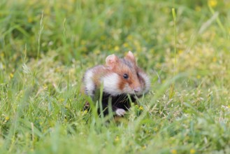 A European hamster (Cricetus cricetus) collects herbs, grass and daisies in a fresh green meadow
