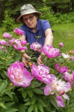 Woman and flowers, Woman taking care of peony flowers, Peonia sp, Region of La Mauricie, Province