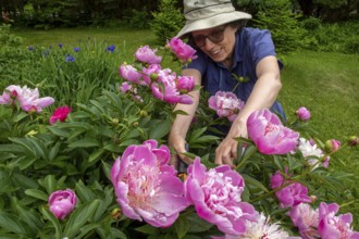 Woman and flowers, Woman taking care of peony flowers, Peonia sp, Region of La Mauricie, Province