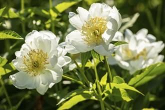 Peony flowers, Paeonia sp, Perrenial flowers, Region of La Mauricie, Province of Quebec, Canada