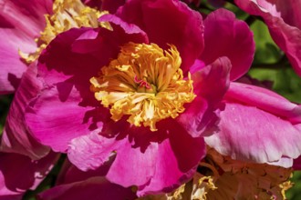 Peony flower, Paeonia sp, Perrenial flower, Close-up, Region of La Mauricie, Province of Quebec,