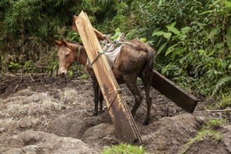 Draft horse, Horse carrying planks down a mountain, Imbabura province, Ecuador, South America
