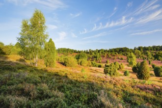 Trees and flowering heath at Totengrund in Lüneburg Heath nature park Park, Lower Saxony, Germany
