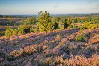 View from Wilseder Berg in Lüneburg Heath nature park Park at sunrise, Lower Saxony, Germany