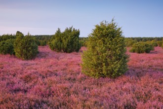 Juniper forest in the blooming southern heath near Schmarbeck, Lower Saxony, Germany