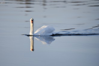 Mute swan on Lake Constance
