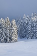 Freshly snow-covered spruce forest, Sattelegg, Schwyz, Switzerland