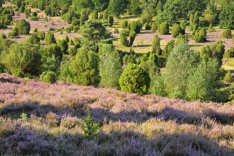 Trees and flowering heath at Steingrund in Lüneburg Heath nature park Park, Lower Saxony, Germany