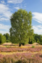 Birches and junipers in the blooming Lüneburg Heath, Lower Saxony, Germany