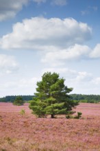 Single pine tree in the middle of the wide, blooming Lüneburg Heath, Lower Saxony, Germany