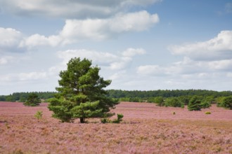 Single pine tree in the middle of the wide, blooming Lüneburg Heath, Lower Saxony, Germany