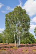 Large birch trees in the blooming Lüneburg Heath, Lower Saxony, Germany