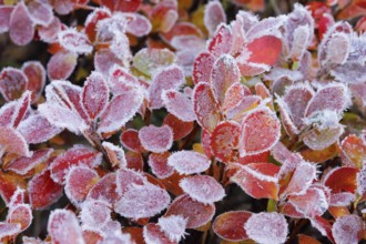 Autumn-coloured blueberry bushes covered with hoarfrost, autumn in the Swiss Alps