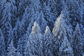 Freshly snow-covered spruce forest