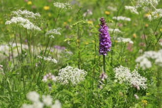Alpine flower meadow with Moorland spotted orchid and chervil