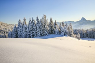View of Sattelegg with Chöpfenberg in the background, Canton Schwyz, Switzerland