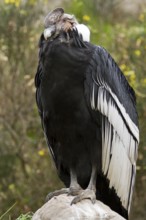 Andean condor (Vultur gryphus), Condor male perched on a rock, Cotopaxi national park, Cotopaxi,