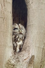 In its cave... Tawny owl (Strix aluco), nocturnal owl spends the day in a natural cavity in a tree,