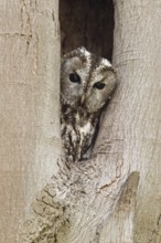 Who's looking... Tawny owl (Strix aluco), native, generally known owl looks out of its natural